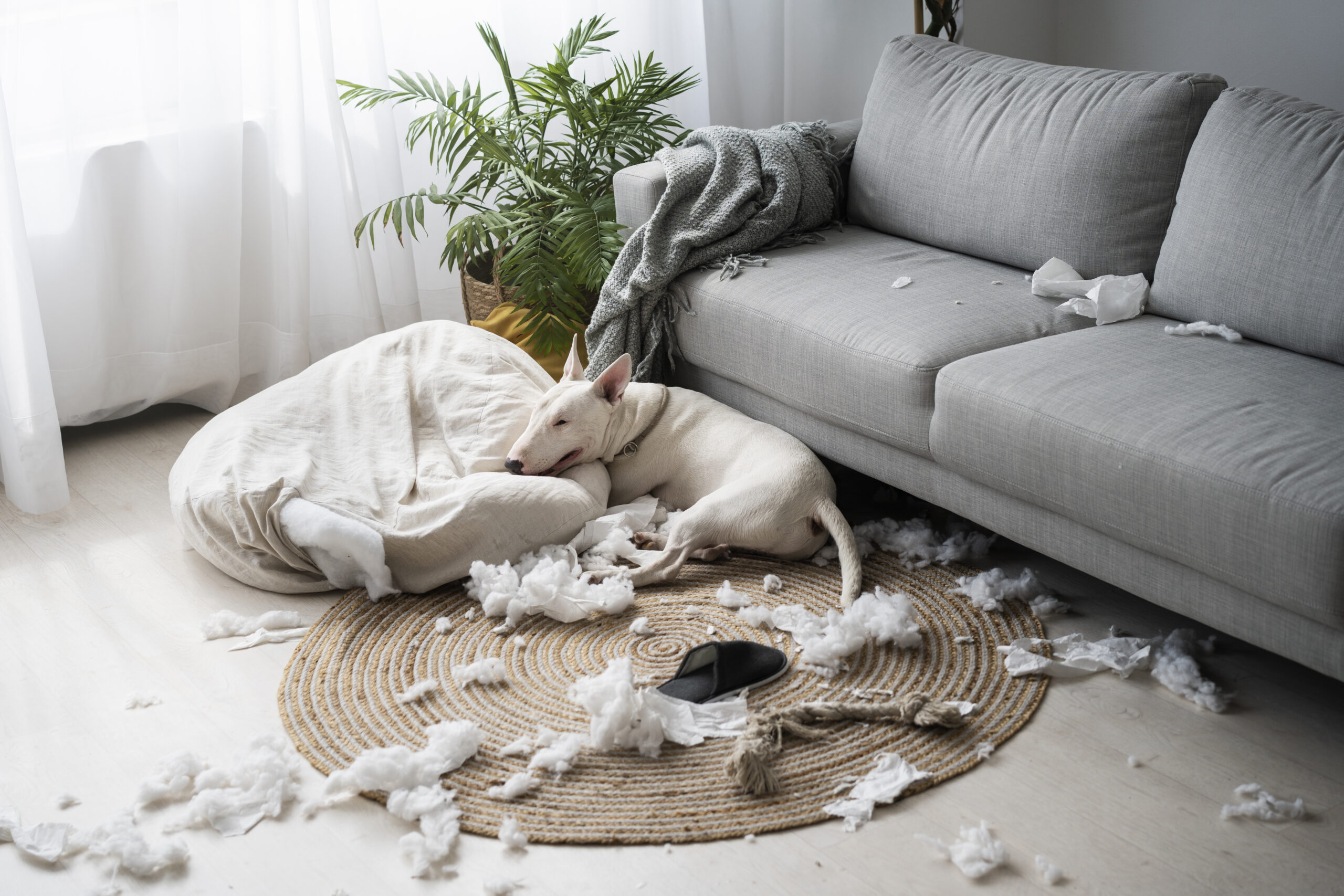 side-view-dog-biting-pillow